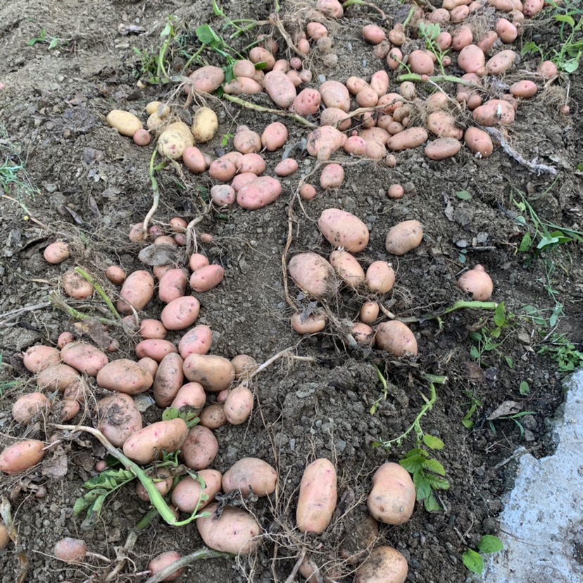 现挖农村无污染土豆陕南土特产马铃薯洋芋现货-封面