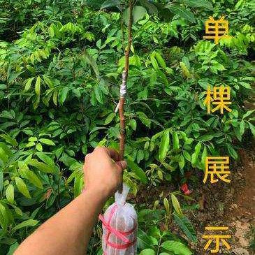 高州水果之乡龙眼苗 储良 石硖 古山 盘栽地栽苗 带土球发货 包邮