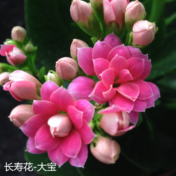 重瓣长寿花盆栽室内阳台办公桌绿巴黎花苗花卉绿植带花苞