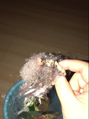 不知如何选科沃斯金睿与灵犀区别，科沃斯金睿这款扫地机器人好吗