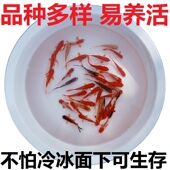 淡水冷水观赏鱼龙鱼乌龟活饲料小红草金鱼锦鲫锦鲤摆摊罐罐鱼好养