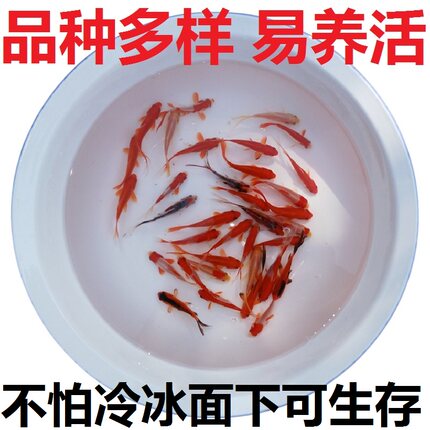 淡水冷水观赏鱼龙鱼乌龟活饲料小红草金鱼锦鲫锦鲤摆摊罐罐鱼好养