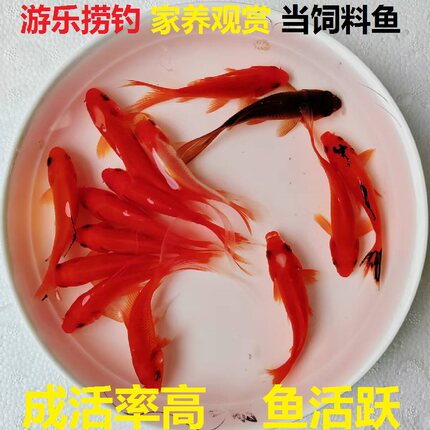观赏鱼活体淡水冷水摆摊耐捞活小金鱼龙鱼活食草金鲫鱼罐罐饲料鱼
