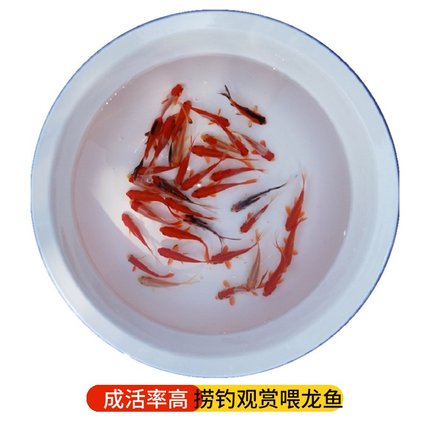 观赏鱼冷水淡水红草金小锦鲤锦鲫耐易养活龙鱼闯缸活饲料金鱼活体