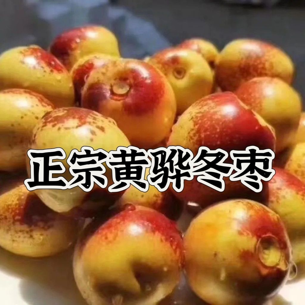 新鲜脆枣正宗黄骅冬枣鲜枣生吃脆甜红枣沾化沧州孔店现摘大果