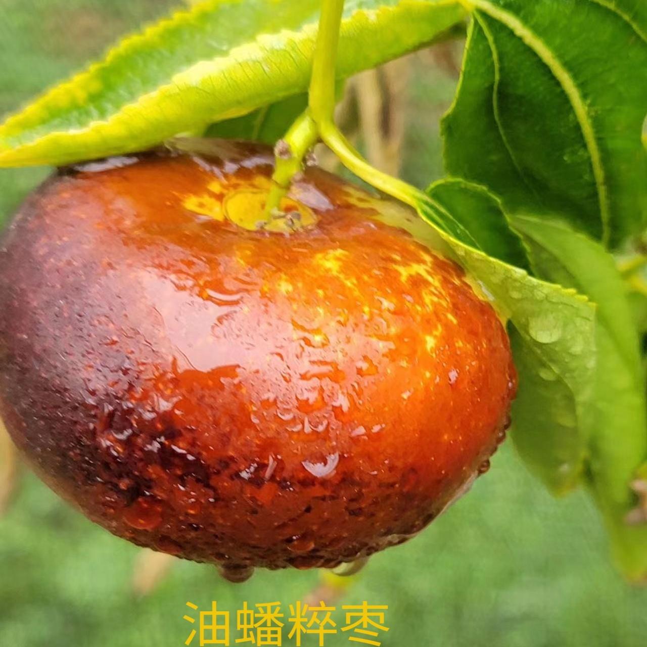 新鲜油蟠粹枣现摘蜜罐三代冬枣脆甜青红孕妇当季超大水果脆枣蟠枣