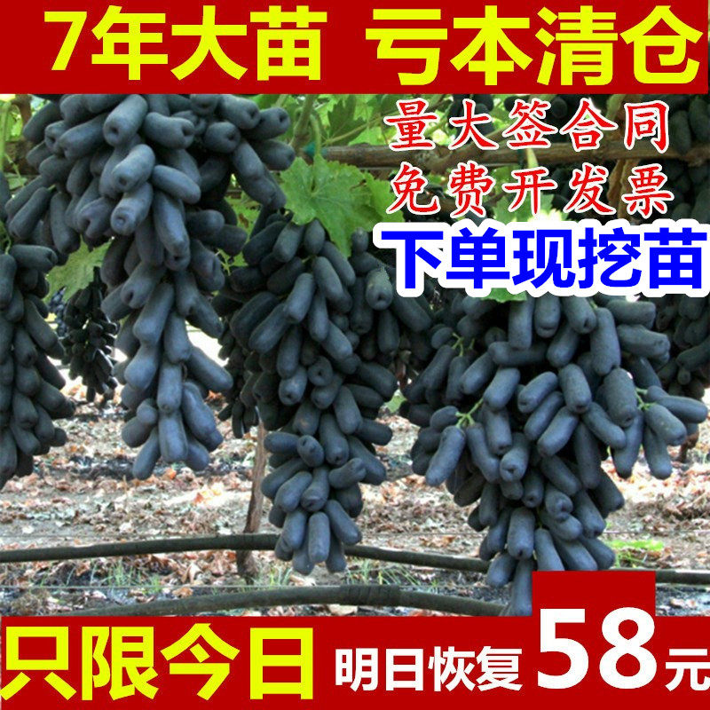 蓝宝石葡萄苗葡萄树大苗爬藤老桩嫁接巨峰盆栽四季葡萄树苗当年结在类目 鲜花速递/花卉仿真/绿植园艺, 花园植物/行道树/果树, 果树中 - 来自Buy2taobao.com提供专业的淘宝代购服务