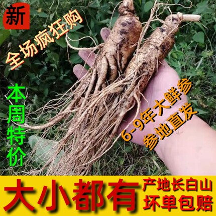 长白山现挖东北特产新参新鲜人参皂苷煲汤泡酒泡茶保鲜参整支包邮