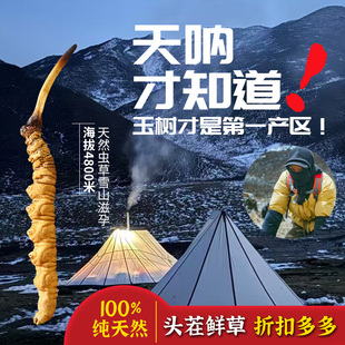 剩余10天2025新鲜冬虫夏草慕容扎西青海玉树西藏那曲非断草顺丰包