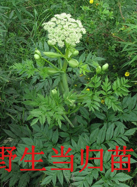 野生当归中药材党参易成活种苗