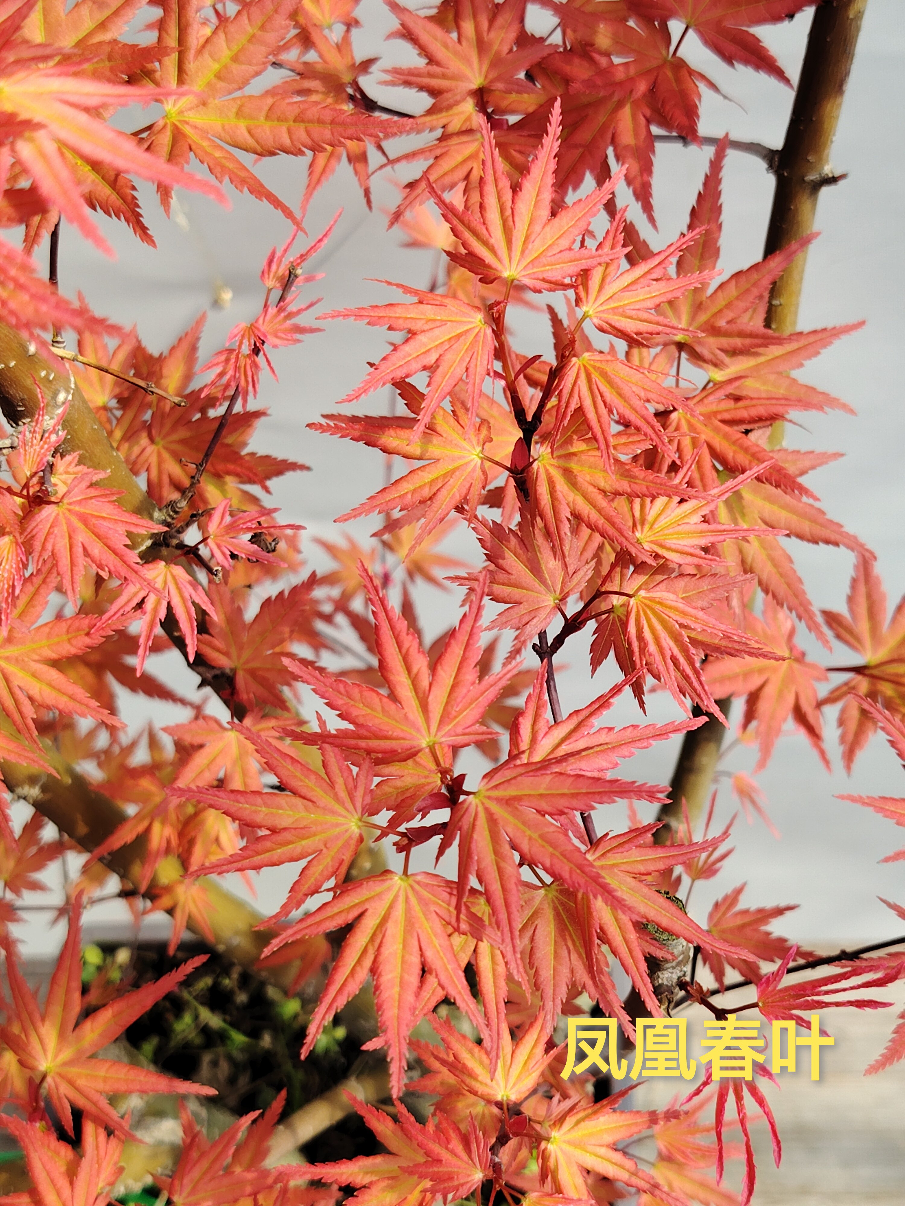 实物一物一拍 日本红枫 凤凰 日枫 红叶枫树彩叶观叶植物庭院盆景