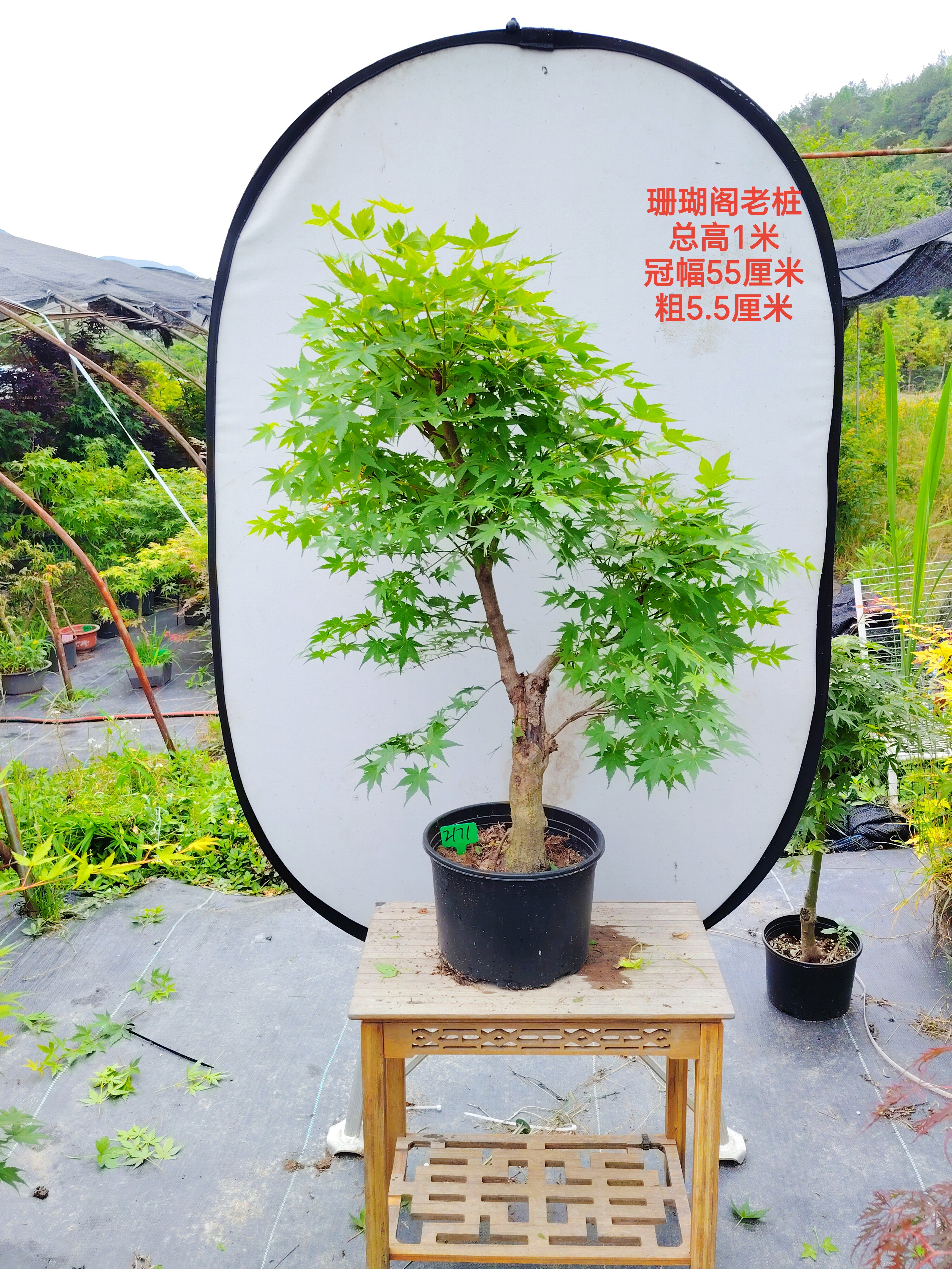 一物一拍日本枫珊瑚阁 关之华严 赤枫 黄金枫 红枫树 庭院  盆景