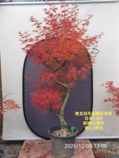 盆景庭院观叶植物 青龙羽毛枫 一物一拍日本红枫加贺廉 金丝黄羽