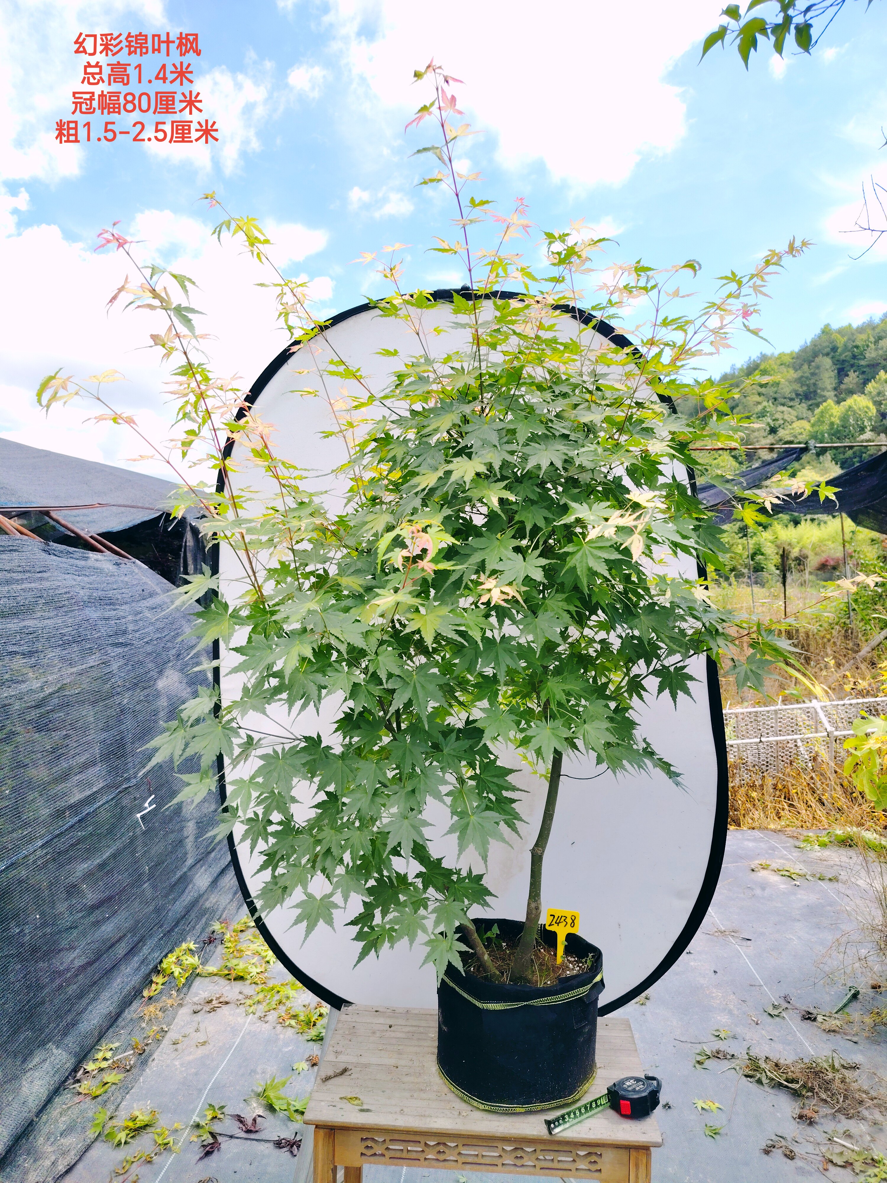 实物进口枫树幻彩 鹤之舞彩叶 粉色锦叶枫叶一物一拍日本红枫庭院