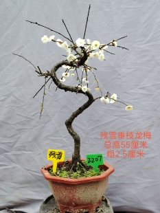 一物一拍梅花品种 残雪垂枝梅 垂枝龙梅 玉蝶梅 白梅 游龙梅 观花