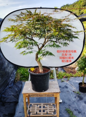 实拍一物一拍 日本红枫 稻叶枝垂 石榴红 红叶羽毛枫树盆栽盆景