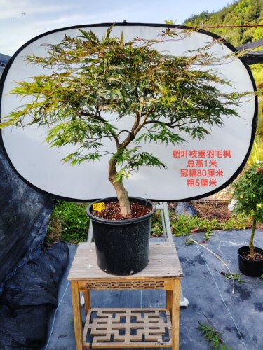实拍一物一拍 日本红枫 稻叶枝垂 石榴红 红叶羽毛枫树盆栽盆景