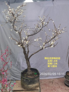 院梅花品种 玉蝶龙游梅 早花 自然弯曲 游龙型观花绿植盆景花卉
