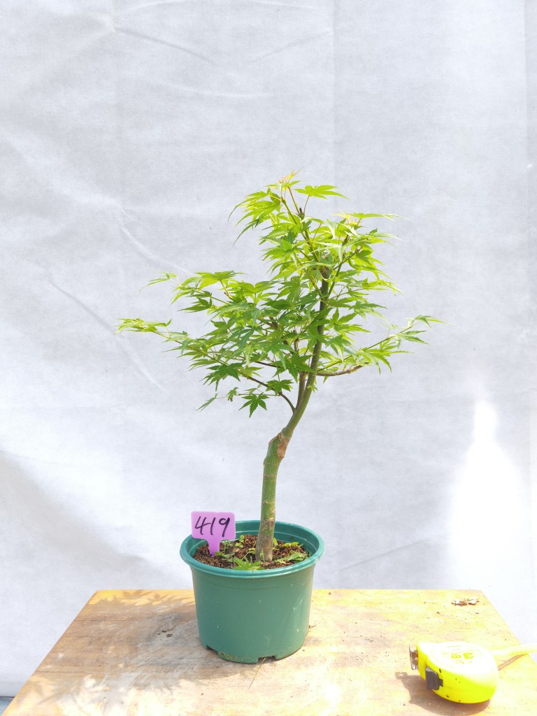 一物一拍威尔逊小矮人红千鸟红小袖日本红枫盆栽观叶枫树植物趣味