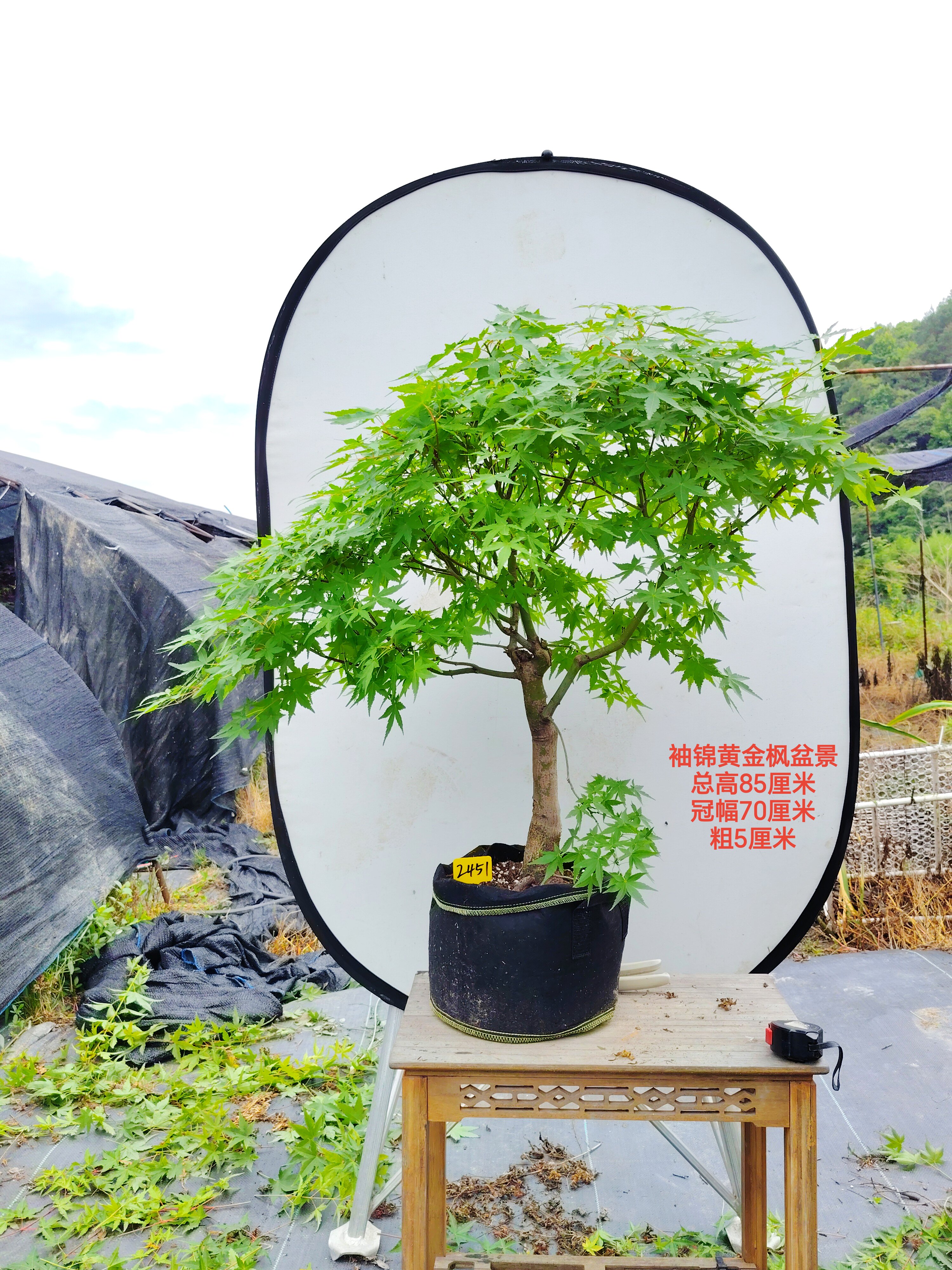 一物一拍日本枫品种茜 夏金 袖锦黄金枫  茜空红枫观叶植物盆栽