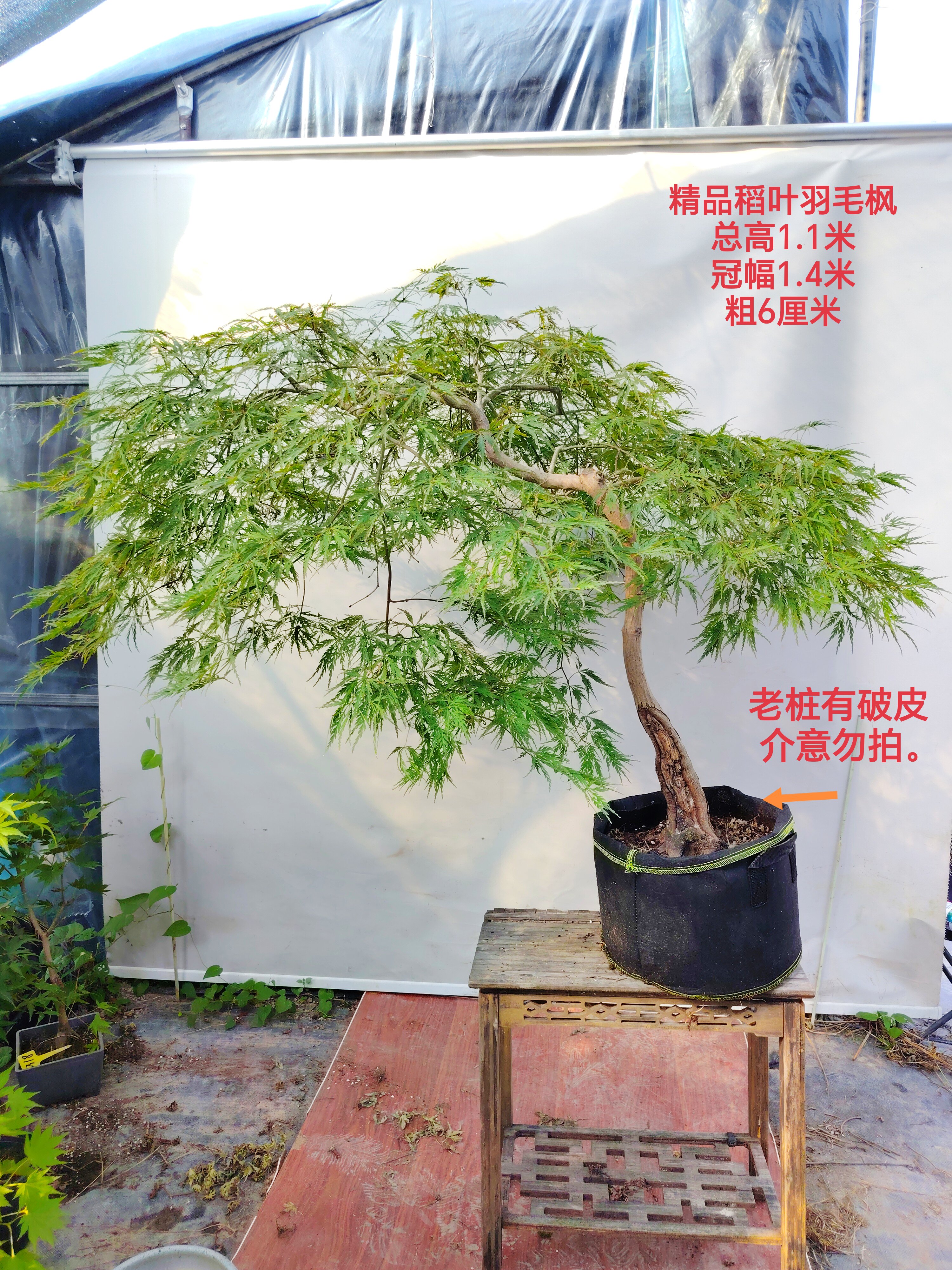 实拍一物一拍 日本红枫 稻叶枝垂 石榴红 红叶羽毛枫树盆栽盆景图片