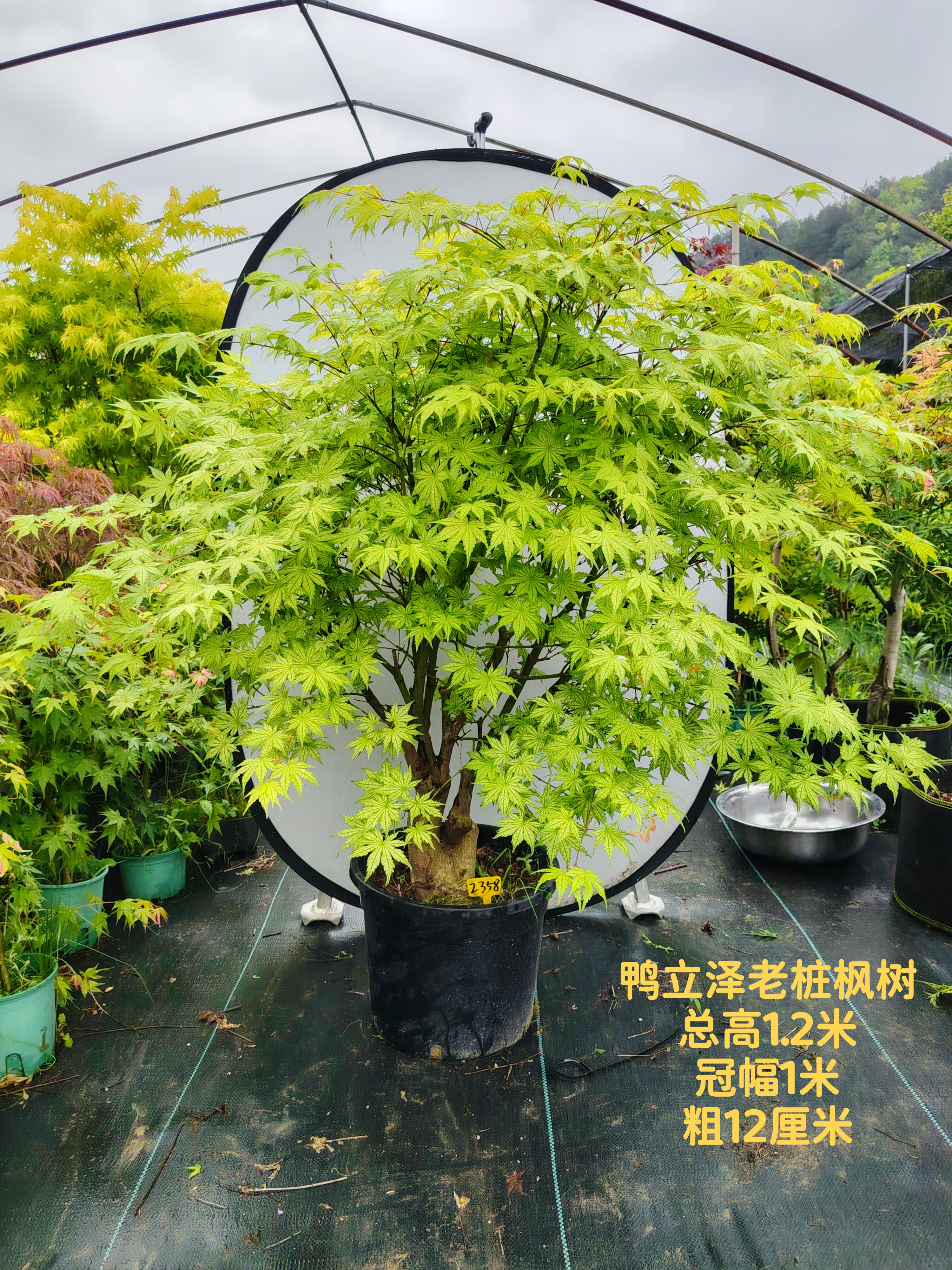 一物一拍日本红枫祖母精灵 紫精灵 约旦 奶油桃子女神 鸭立泽枫树