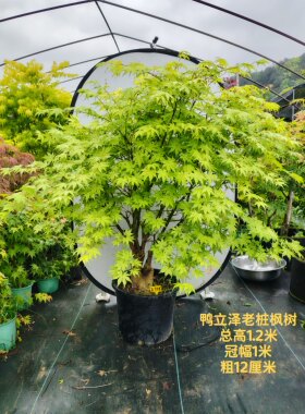 一物一拍日本红枫祖母精灵 紫精灵 约旦 奶油桃子女神 鸭立泽枫树