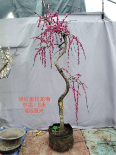 一物一拍梅花朱砂型垂枝 锦红垂枝梅 垂枝龙梅 垂枝红梅观花梅花