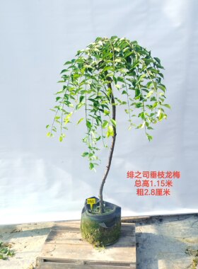 一物一拍梅花朱砂型垂枝 锦红垂枝梅 垂枝龙梅  垂枝红梅观花梅花
