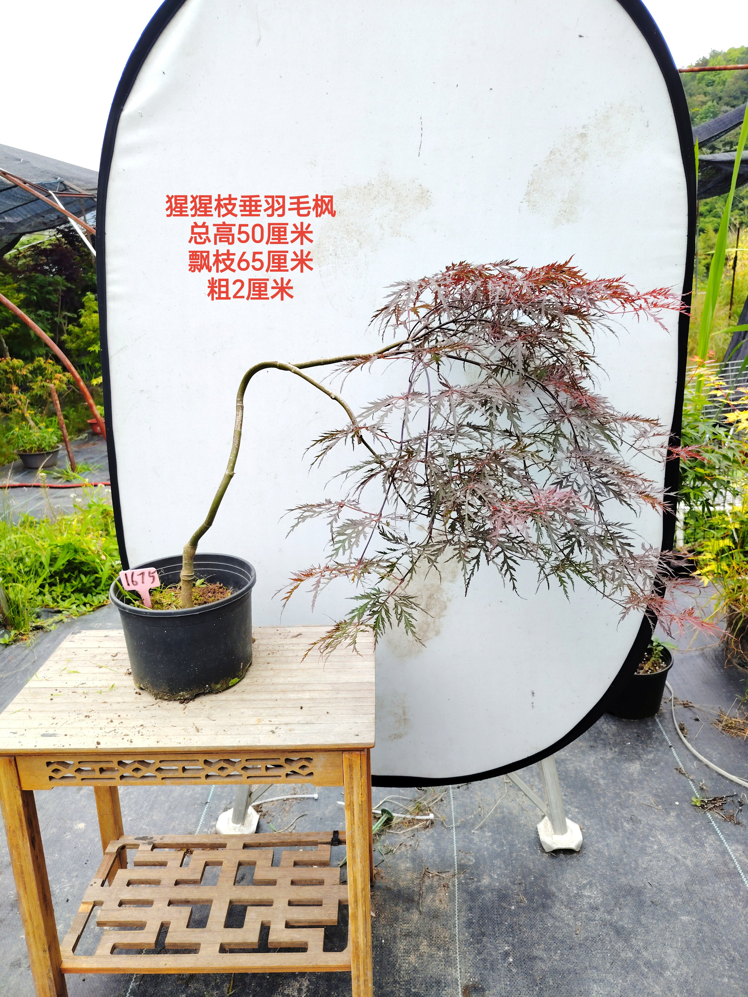 一物一拍外山 绯红皇后 猩猩枝垂 花缠 羽毛枫日本红枫垂枝枫枫树