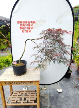一物一拍外山 绯红皇后 猩猩枝垂 花缠 羽毛枫日本红枫垂枝枫枫树