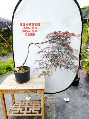 一物一拍外山 绯红皇后 猩猩枝垂 花缠 羽毛枫日本红枫垂枝枫枫树