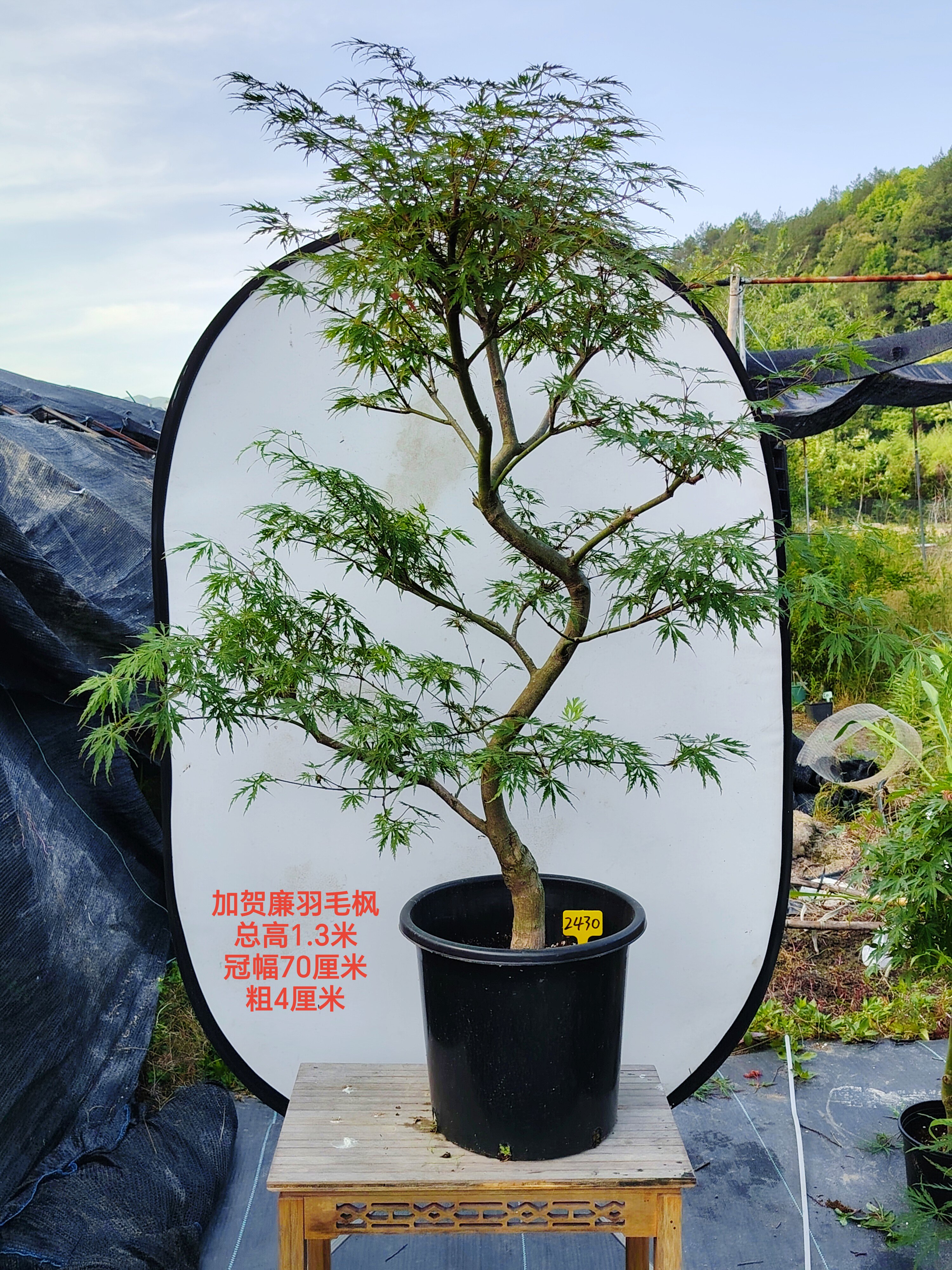 一物一拍日本红枫加贺廉 金丝黄羽 青龙羽毛枫 盆景庭院观叶植物