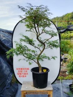 一物一拍日本红枫加贺廉 金丝黄羽 青龙羽毛枫 盆景庭院观叶植物