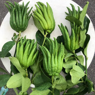 香香佛手水养带枝佛手果鲜果鲜切枝插花瓶水培佛手柑观赏闻香香薰