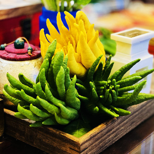 金华佛手带枝水养水培现摘现发