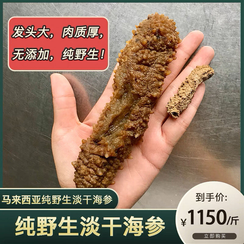 马来西亚沙巴天然纯野生海参散装500g干货