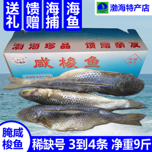 腌咸梭鱼特大稀缺号9斤礼盒装渤海海鱼类制品非养殖山东无棣特产