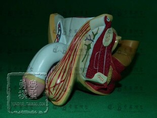限时疯抢勇粤男性生殖器管解剖模型计划生育用品人体器官 爆款