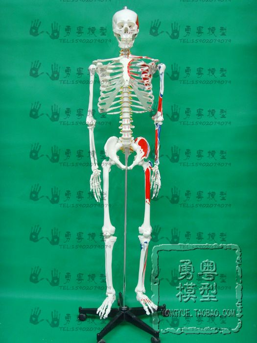 包邮勇粤170CM人体骨骼附半边肌肉着色模型人类骷髅骨架教具