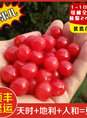 新鲜毛樱桃梅桃山豆子山上小樱桃