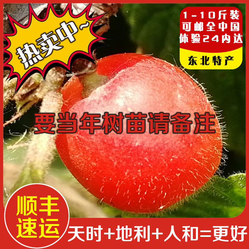 鲜果】东北新鲜毛樱桃现摘野生山小樱桃酿酒泡酒材料儿时怀旧水果