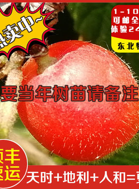 东北正宗新鲜毛樱桃现摘天然野生