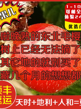 东北地道新鲜毛樱桃现摘天然野生