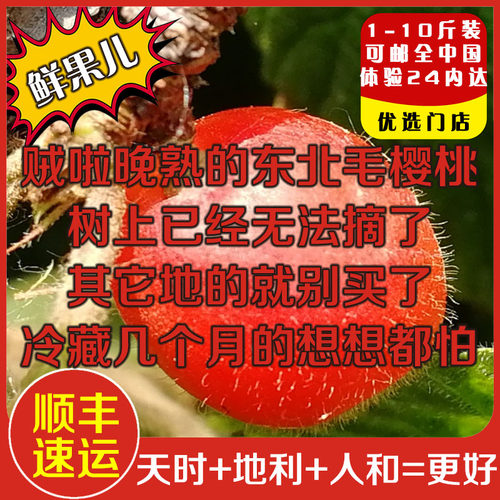 东北地道新鲜毛樱桃现摘天然野生