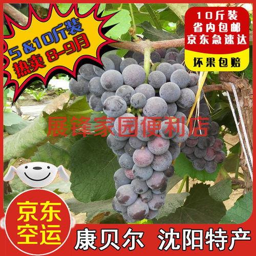 新鲜】康贝尔葡萄东北特产小黑粒康拜尔康摩尔儿时水果可酿酒酵素