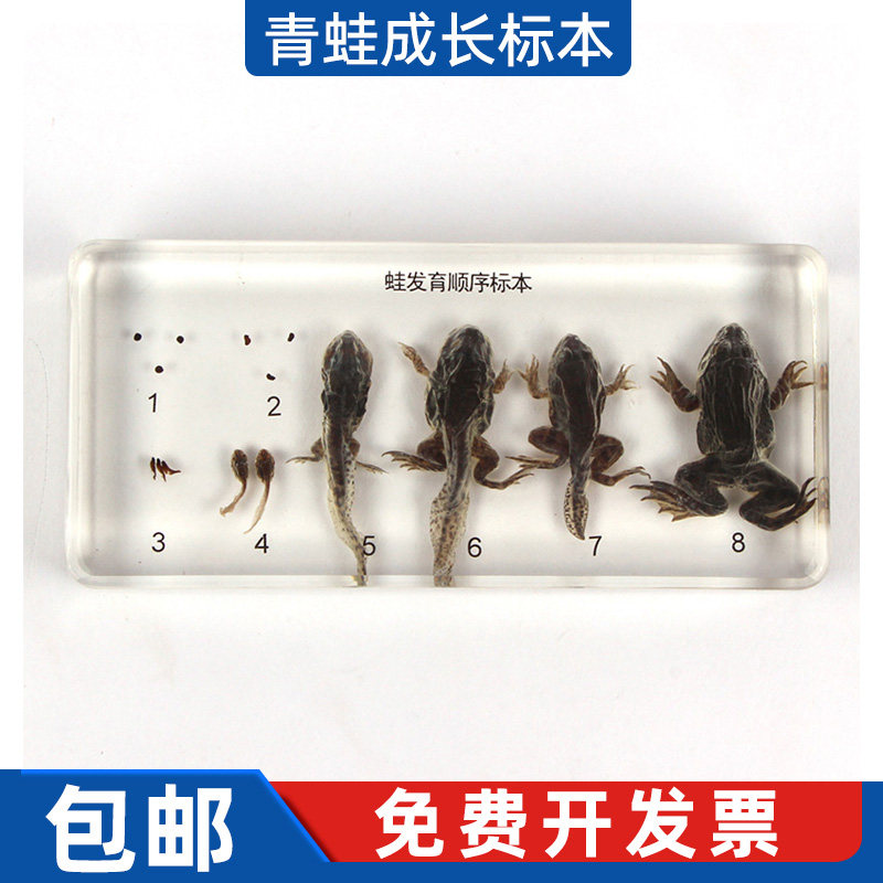 蒙氏教具幼儿园科学发现室实验室玩具 青蛙成长标本包埋标本 包邮,玩具/童车/益智/积木/模型,其它早教玩具类,淘宝优惠券,粉丝福利购,淘宝优惠卷