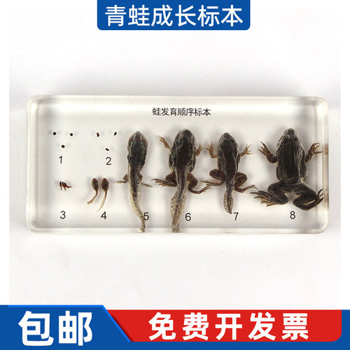 蒙氏教具青蛙成长标本包埋标本