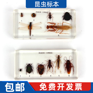 蒙氏科学文化教具六种益虫害虫标本水晶树脂儿童幼儿园蒙台梭利