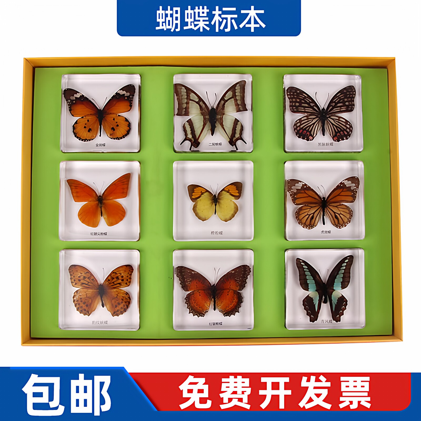 树脂标本蒙氏科学文化 蒙台梭利蝴蝶标本包埋幼儿园蒙特梭利教具